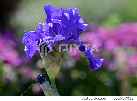 German Iris Spine German Iris Spine 102597832
