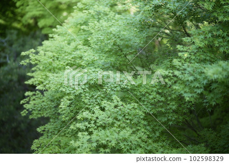 Kyoto Tofukuji Garden Aokoji Kyoto Tofukuji Garden Aokoji 102598329