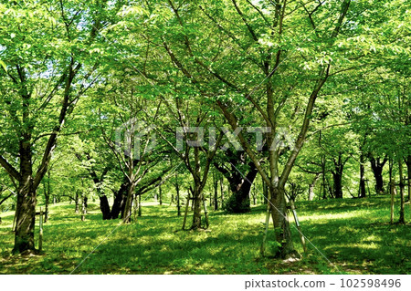Kema Sakuranomiya Park Omoide no Mori 沿著大川河,有綠色的櫻花樹和草坪,大阪市宮古島區 Kema Sakuranomiya Park Omoide no Mori 沿著大川河,有綠色的櫻花樹和草坪,大阪市宮古島區 102598496