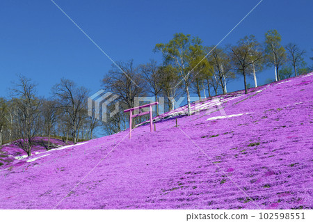 Higashimokoto Shibazakura Park Shibazakura 102598551