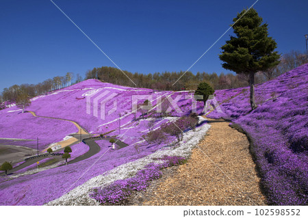 Higashimokoto Shibazakura Park Shibazakura Higashimokoto Shibazakura Park Shibazakura 102598552