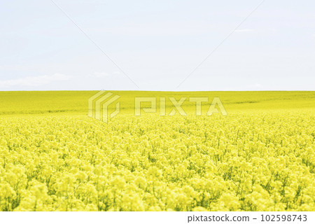 Hokkaido field of rape blossoms in spring 102598743