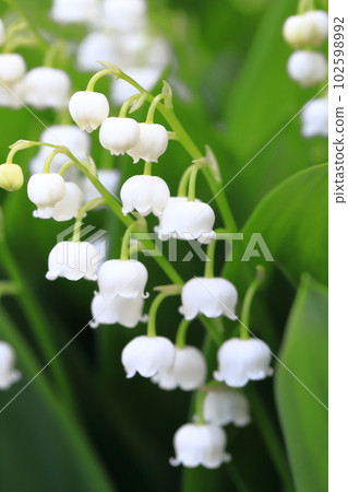 可愛的鈴蘭花 可愛的鈴蘭花 102598992