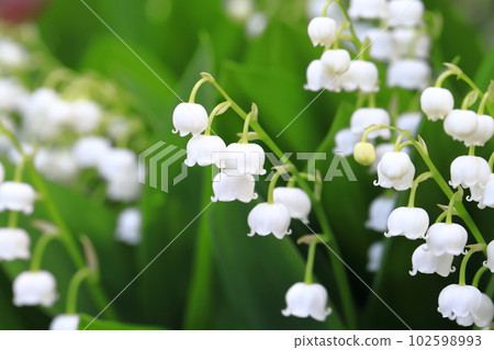 Cute lily of the valley flowers Cute lily of the valley flowers 102598993