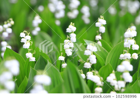 Cute lily of the valley flowers Cute lily of the valley flowers 102598996