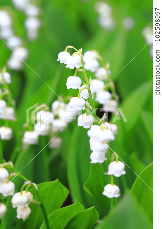 Cute lily of the valley flowers Cute lily of the valley flowers 102598997