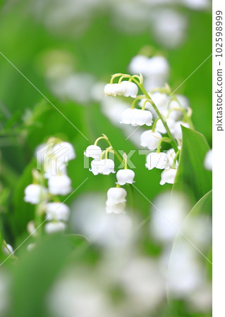 可愛的鈴蘭花 102598999