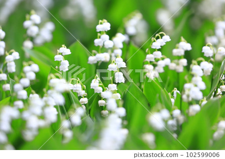 Cute lily of the valley flowers 102599006