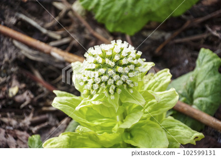 作為早春的野菜而聞名的風之藤 102599131