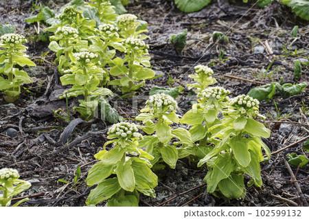 Fukinoto, famous as a wild vegetable in early spring 102599132