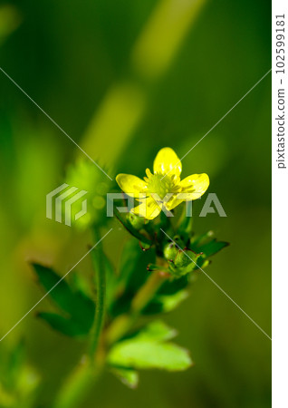 信濃川上的馬腳和八良木堤防（Uma no Ashigata） 102599181