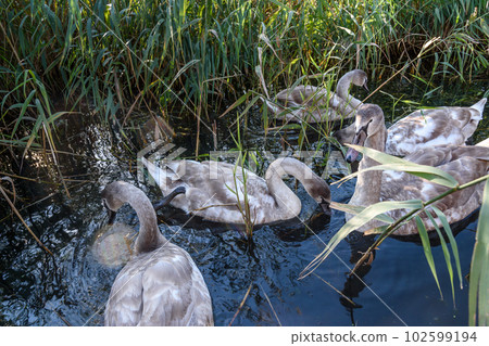 Swans with chicks in the lagoon of Baltic Sea. Yantarny. Kaliningrad region. Russia 102599194