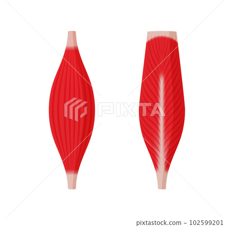 Vector illustration by muscle type / spindle and pinnate muscle (no letters) Vector illustration by muscle type / spindle and pinnate muscle (no letters) 102599201