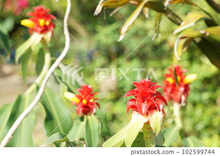 spiral ginger flower spiral ginger flower 102599744