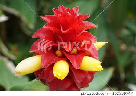 蘋果薑花 蘋果薑花 102599747