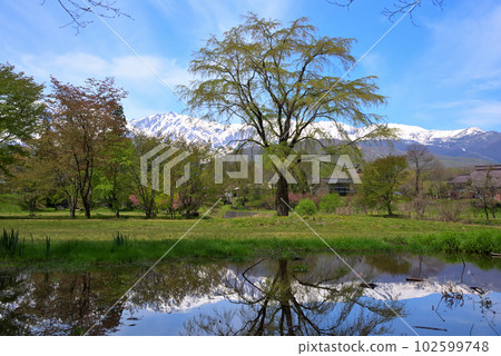 《長野縣》白馬村的春景、新綠的大出公園、殘雪的白馬三山 102599748