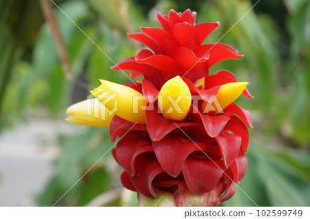 Ginger flower Ginger flower 102599749