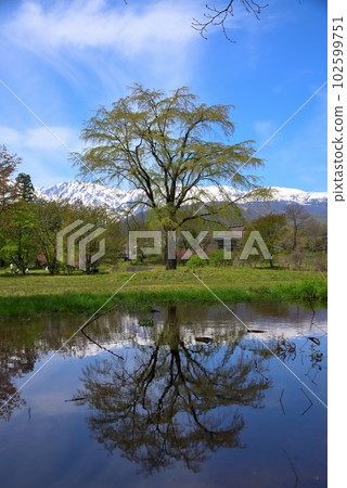 《Nagano Prefecture》 Spring scenery of Hakuba Village, Oide Park with fresh greenery and Shirouma Sanzan with remaining snow 《Nagano Prefecture》 Spring scenery of Hakuba Village, Oide Park with fresh greenery and Shirouma Sanzan with remaining snow 102599751