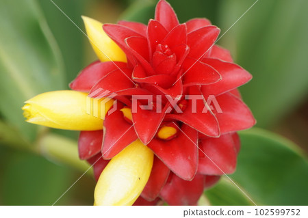 Ginger flowers Ginger flowers 102599752