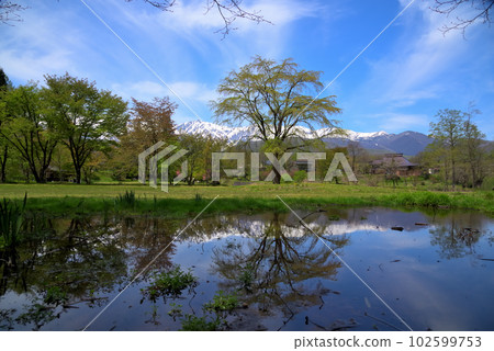 《Nagano Prefecture》 Spring scenery of Hakuba Village, Oide Park with fresh greenery and Shirouma Sanzan with remaining snow 《Nagano Prefecture》 Spring scenery of Hakuba Village, Oide Park with fresh greenery and Shirouma Sanzan with remaining snow 102599753