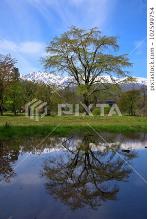《Nagano Prefecture》 Spring scenery of Hakuba Village, Oide Park with fresh greenery and Shirouma Sanzan with remaining snow 《Nagano Prefecture》 Spring scenery of Hakuba Village, Oide Park with fresh greenery and Shirouma Sanzan with remaining snow 102599754