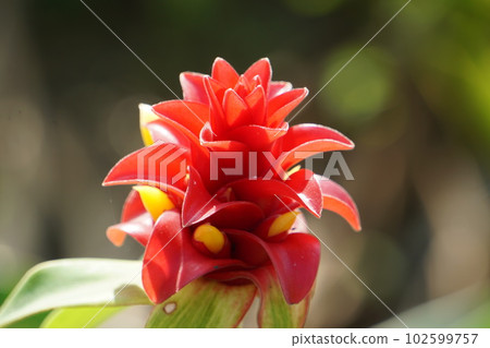 Red and yellow flowers Red and yellow flowers 102599757