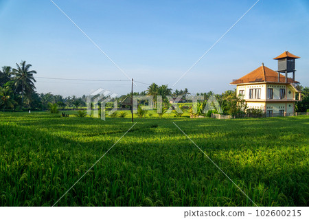 Ubud landscape with blue sky and green rice fields Ubud landscape with blue sky and green rice fields 102600215
