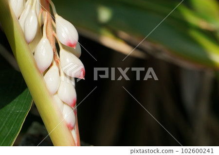 A row of shell ginger buds A row of shell ginger buds 102600241