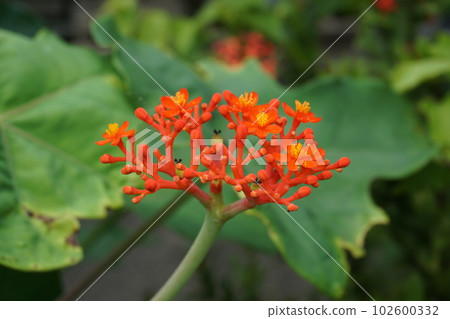 一種叫做珊瑚油桐的花 102600332