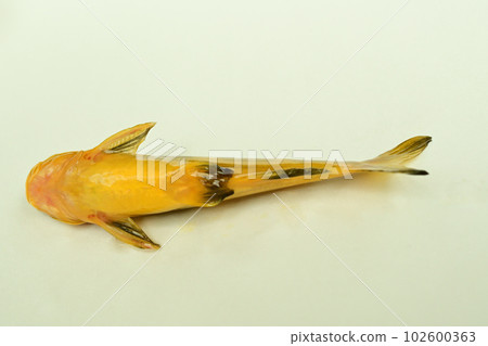 白色背景 102600363