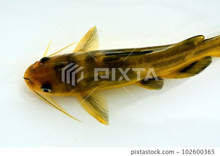 A white background 102600365