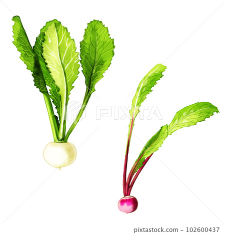 Hand-painted watercolor salad turnip illustration set (red turnip, white turnip) 102600437