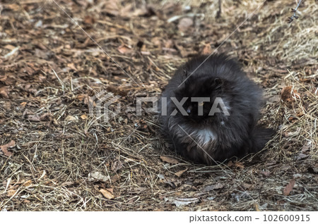 Black fluffy cat sitting on the ground in the forest. Portrait of a cat.  102600915
