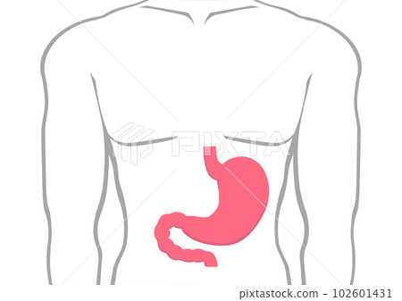顯示人的胃部位置的插圖 顯示人的胃部位置的插圖 102601431
