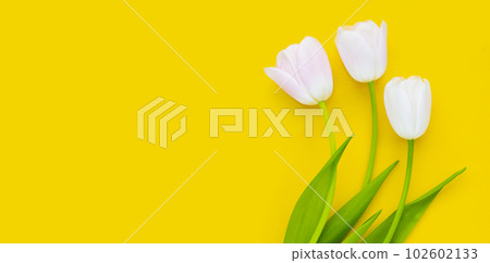White pink tulips on yellow background. 102602133