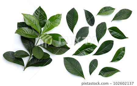 Green leaves of cape jasmine or garden gardenia, gerdenia flower 102602137