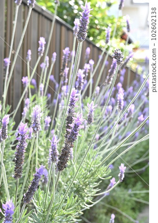 薰衣草開花的時候 薰衣草開花的時候 102602138