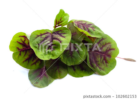 Fresh green red amaranth. Organic vegetables Fresh green red amaranth. Organic vegetables 102602153