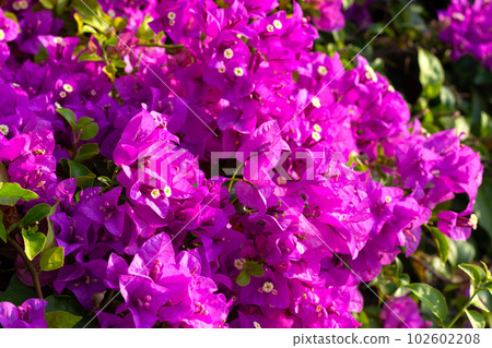 Beautiful bougainvillea flowers with green leaves 102602208