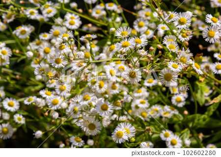 Erigeron annuus known as annual fleabane, daisy fleabane, or eastern daisy fleabane 102602280