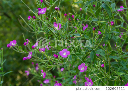 Epilobium hirsutum, great hairy willowherb closeup, soft focus 102602311