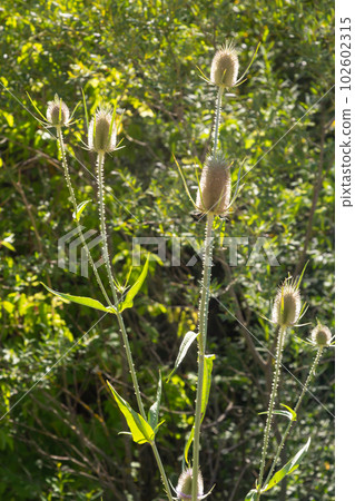 Dipsacus fullonum, wild teasel flowers in garden macro selective focus Dipsacus fullonum, wild teasel flowers in garden macro selective focus 102602315
