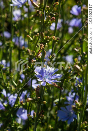 Blue flowers of chicory on the background of the summer landscape Blue flowers of chicory on the background of the summer landscape 102602317