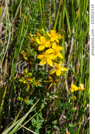 Hypericum flowers Hypericum perforatum or St Johns wort on the meadow , selective focus on some flowers Hypericum flowers Hypericum perforatum or St Johns wort on the meadow , selective focus on some flowers 102602318