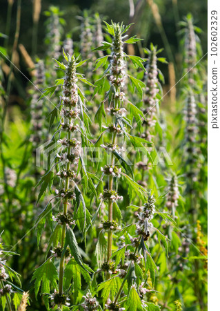 Leonurus cardiaca, known as motherwort. Other common names include throw-wort, lion's ear, and lion's tail. Medicinal plant. Grows in nature 102602329