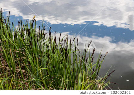 Carex acuta - found growing on the margins of rivers and lakes in the Palaearctic terrestrial ecoregions in beds of wet, alkaline or slightly acid depressions with mineral soil 102602361