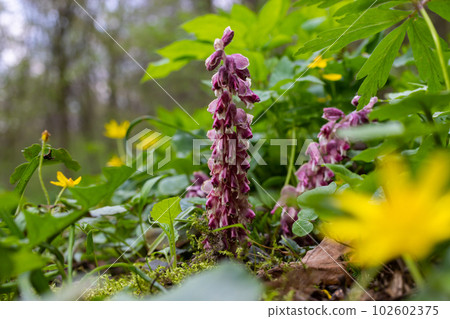 Lathraea squamaria plant is a parasite in the woods of Europe. Pink flowers of blooming common toothwort in the forest, parasitic plant growing on tree roots 102602375