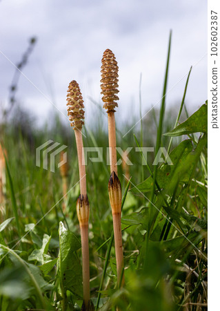 Selective focus. A spore-bearing shoot of the horsetail Equisetum arvense. Sporiferous spikelet of field horsetail in spring. Controversial cones of horsetail 102602387