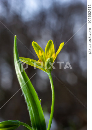 Wild flower Gagea lutea in the forest. Known as Yellow Star-of-Bethlehem. Yellow blooming flower in spring 102602411