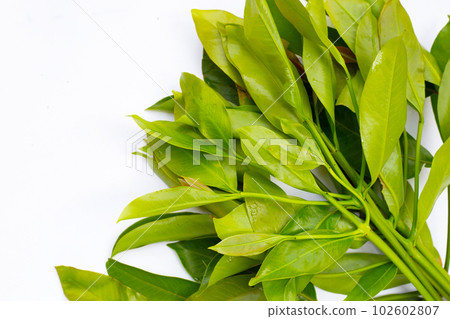 Cowa leaves on white background. Cowa leaves on white background. 102602807